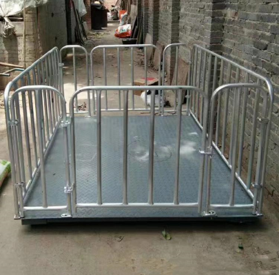 畜牧秤加围栏安装现场